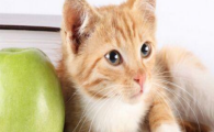 猫咪频繁转动耳朵定位，是听觉敏感过度吗？