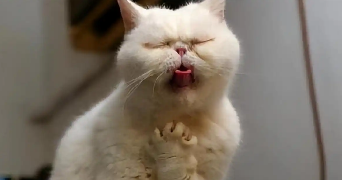 猫咪咽炎吞咽困难如何喂食