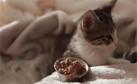 猫咪持续发热不退该怎样处理