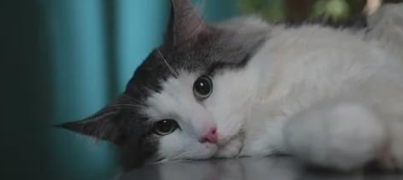 猫咪进食速度特别慢是什么原因？该怎样调理改善？