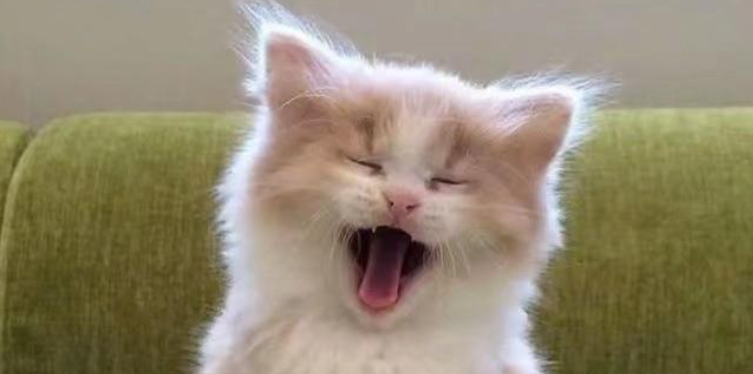全程反转!凶巴巴小猫洗澡梳毛后彻底卸下防备 全程反转!凶巴巴小猫洗澡梳毛后彻底卸下防备