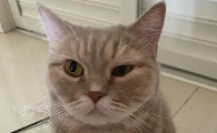 猫咪眼睛翻开肉都肿出来了怎么回事