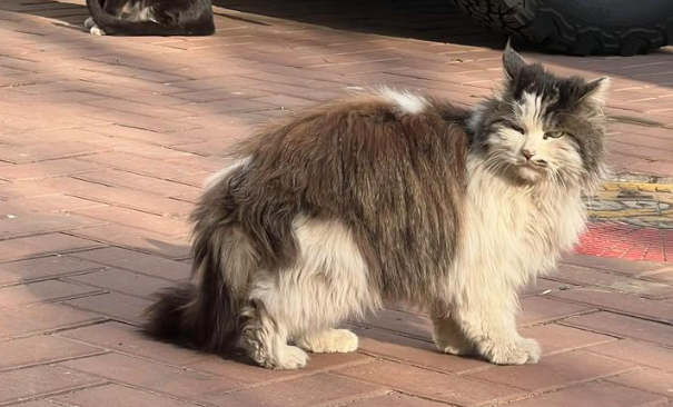 为什么多数流浪猫宁愿挨饿，也不愿跟随人类回家？