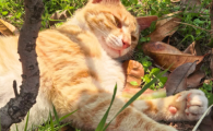 可冲厕的豆腐猫砂推荐：喵力派降解易清理，懒人养猫必备