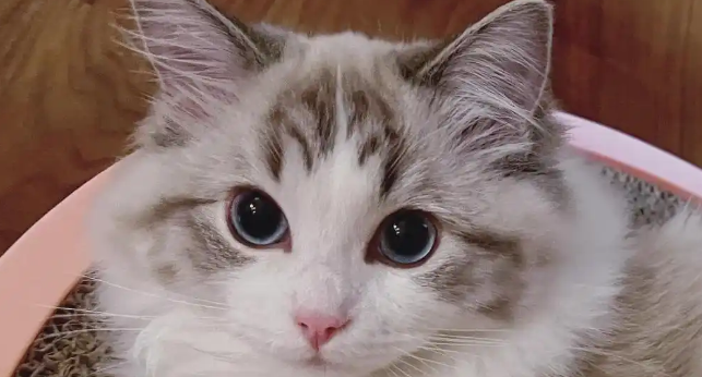 猫拉黄水便是什么原因