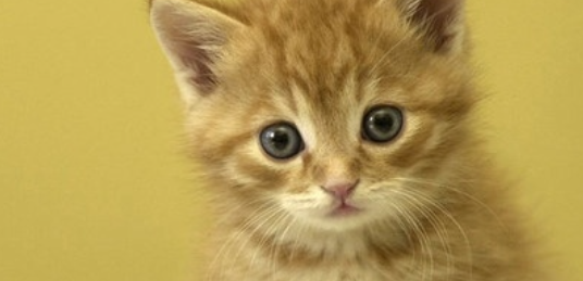猫咪频繁后脚蹬屁股,是肛门腺淤积不适吗? 猫咪频繁后脚蹬屁股,是肛门腺淤积不适吗?