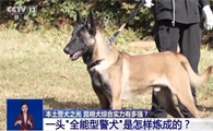 中国警犬中的“六边形战士”是如何炼成的？走近昆明犬