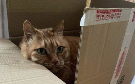 猫咪眼睛流泪是结膜炎吗? 猫咪眼睛流泪是结膜炎吗?