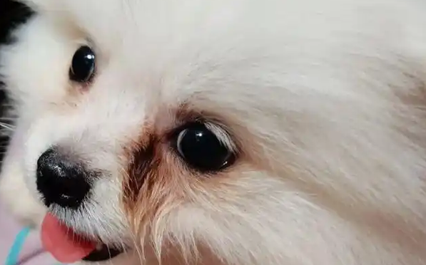 狗狗有泪痕是什么原因,该怎么办 狗狗有泪痕是什么原因,该怎么办