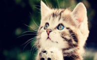 猫咪食后频繁清理鼻腔?是食物气味刺激鼻黏膜吗?