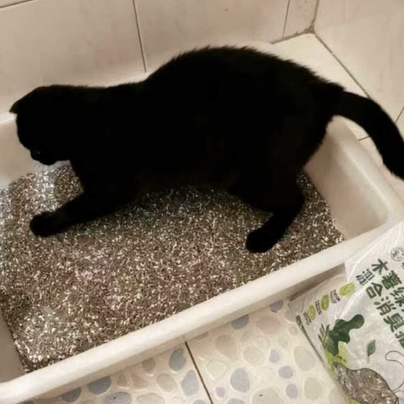 除臭效果好的猫砂有哪些?浣熊至尊打造无异味养宠环境 除臭效果好的猫砂有哪些?浣熊至尊打造无异味养宠环境