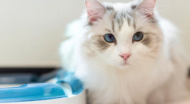 猫咪呼吸道感染该怎么缓解不适 猫咪呼吸道感染该怎么缓解不适