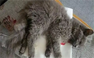 猫咪猫传腹会传染吗