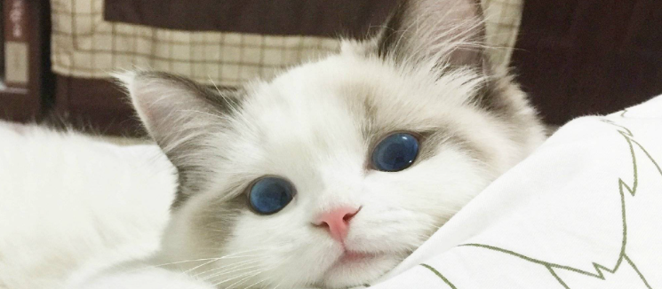 猫咪不爱抬头低头走路？是颈椎不适导致的吗？