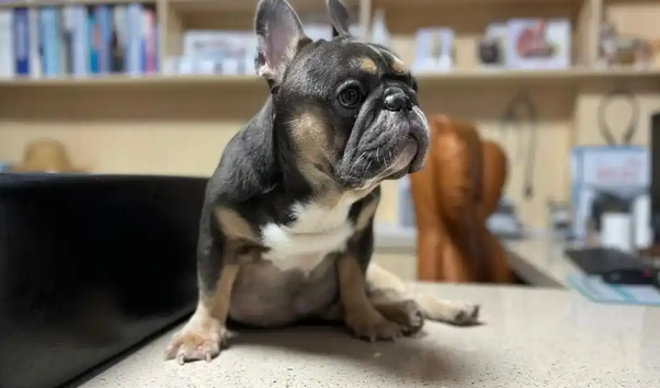 狗狗腹水的病因有哪些 狗狗腹水的病因有哪些