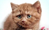 猫咪肠胃炎好转的迹象有哪些