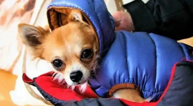 狗狗不愿进食该怎么调理