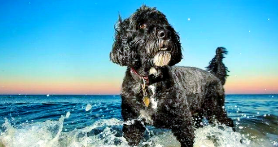 葡萄牙水犬多大产仔?繁殖周期与护理要点快来了解下! 葡萄牙水犬多大产仔?繁殖周期与护理要点快来了解下!