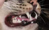 猫咪牙结石不清理有危害吗?