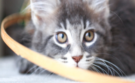 猫咪长期趴睡冰凉地面，会诱发慢性肠胃虚寒吗？