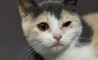 猫咪眼睛一只大一只小有点睁不开是为什么