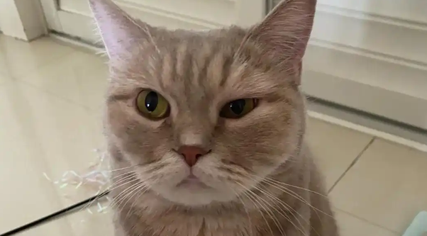 猫咪眼睛翻开肉都肿出来了怎么回事