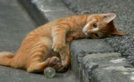 猫咪怕冷是身体虚弱的表现吗？