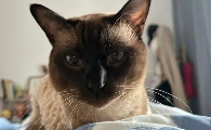 猫突然吐没消化的猫粮怎么回事
