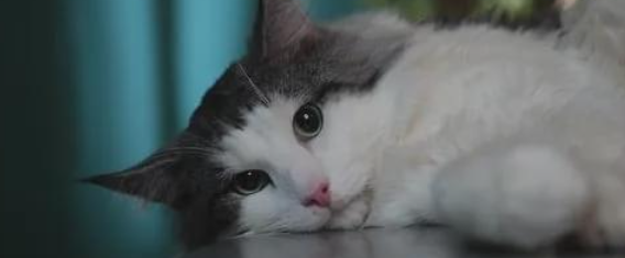猫咪排便后频繁舔肛门?需要做肛周护理吗? 猫咪排便后频繁舔肛门?需要做肛周护理吗?