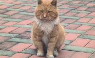 混合豆腐猫砂哪个好？潇潇希濛高分子锁水锁臭