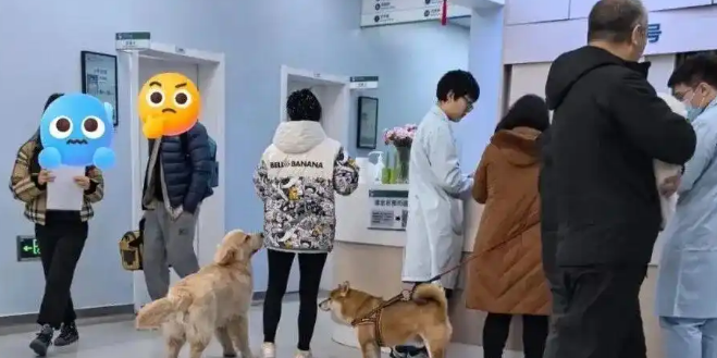 猫狗经济爆发！高校扎堆成立“宠物学院”，这届学生赶上风口了