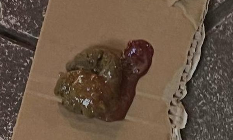 狗狗便便有粘液怎么处理 狗狗便便有粘液怎么处理