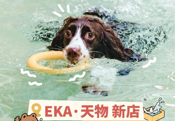 狗狗游泳馆上海就选玩小伴宠物乐园,怕冷犬终于等来全年恒温泳池 狗狗游泳馆上海就选玩小伴宠物乐园,怕冷犬终于等来全年恒温泳池