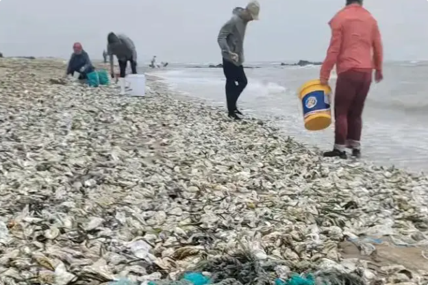 威海沙滩现大量生蚝，有市民捡了两大袋！有关部门紧急劝离赶海市民