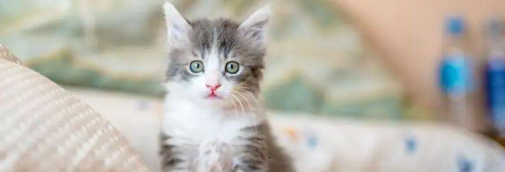 猫咪会患上耳道真菌感染吗?如何有效根治预防? 猫咪会患上耳道真菌感染吗?如何有效根治预防?