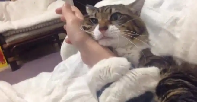 猫咪角膜炎后期会影响视力吗