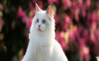 猫咪不爱主动喝水偏爱湿粮？是味蕾缺水感知迟钝吗？