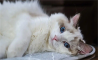 猫咪频繁打喷嚏流鼻涕是患上猫鼻支了吗