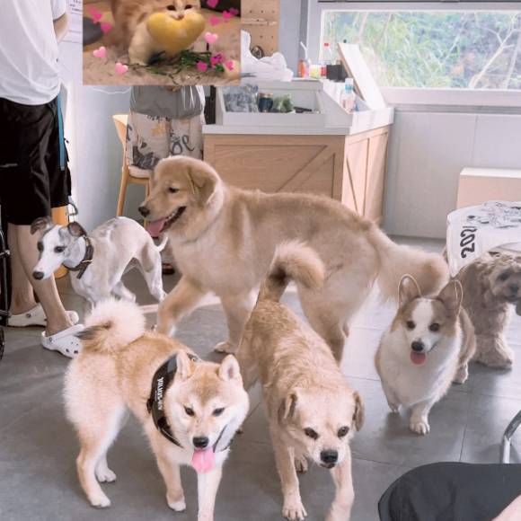 狗狗游乐园选哪家?翻斗宠物乐园科学分区,安全治愈遛宠 狗狗游乐园选哪家?翻斗宠物乐园科学分区,安全治愈遛宠