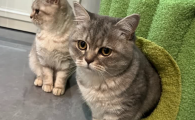 四季通用猫窝选哪个？AILUKI猫窝冬暖夏凉，全年舒适安居