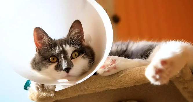 猫咪身上有蜱虫该怎样清除 猫咪身上有蜱虫该怎样清除