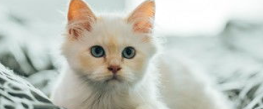 猫咪换季嗜睡食欲下降？是免疫力下降引起的吗？