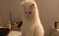 猫咪毛发大量断裂是毛囊营养不良吗？