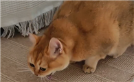 猫咪经常拉肚子是什么原因，该怎么调理？