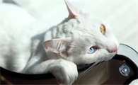 猫咪整日嗜睡是什么原因