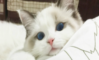 猫咪频繁舔舐前胸毛发？是胸前皮肤闷捂不适吗？