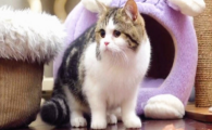 猫咪啃咬猫砂？是微量元素缺失吗？