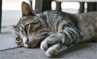 未绝育母猫子宫蓄脓有什么表现