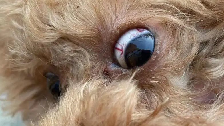 狗狗眼睛充血是怎么回事