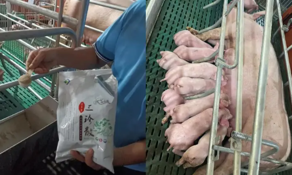 猪场消化道疾病预防措施，温氏大华农助力肠道健康
